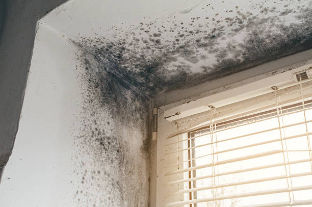 Affordable Basement Mold Removal solutions in Luke Air Force Base, AZ